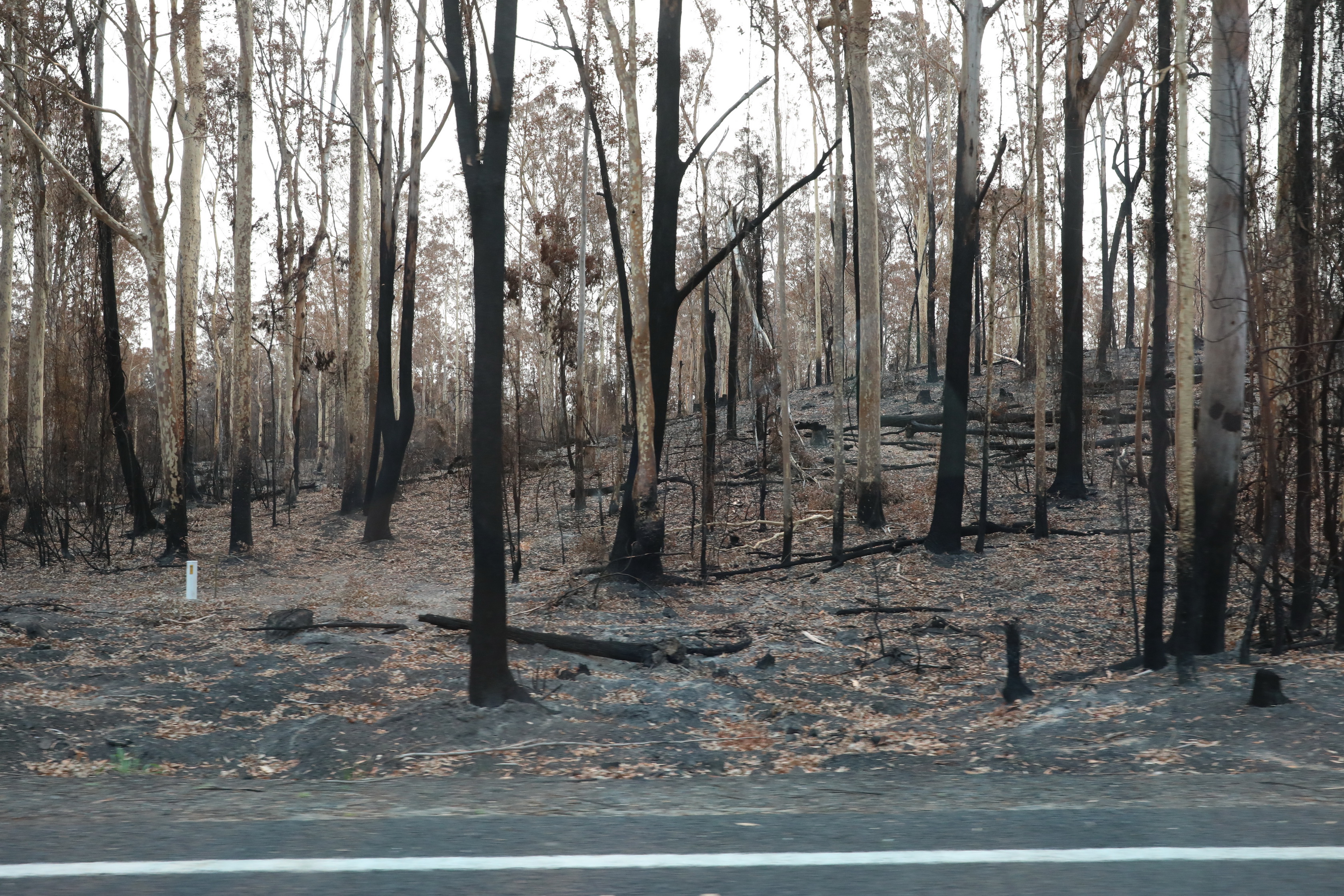 Murramarang-Nationalpark am Princes Highway